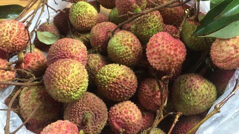 荔枝视频,探索短视频新潮流，引领潮流风向标