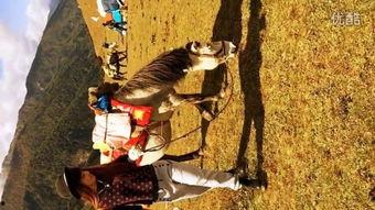 马配种视频,见证繁衍之美